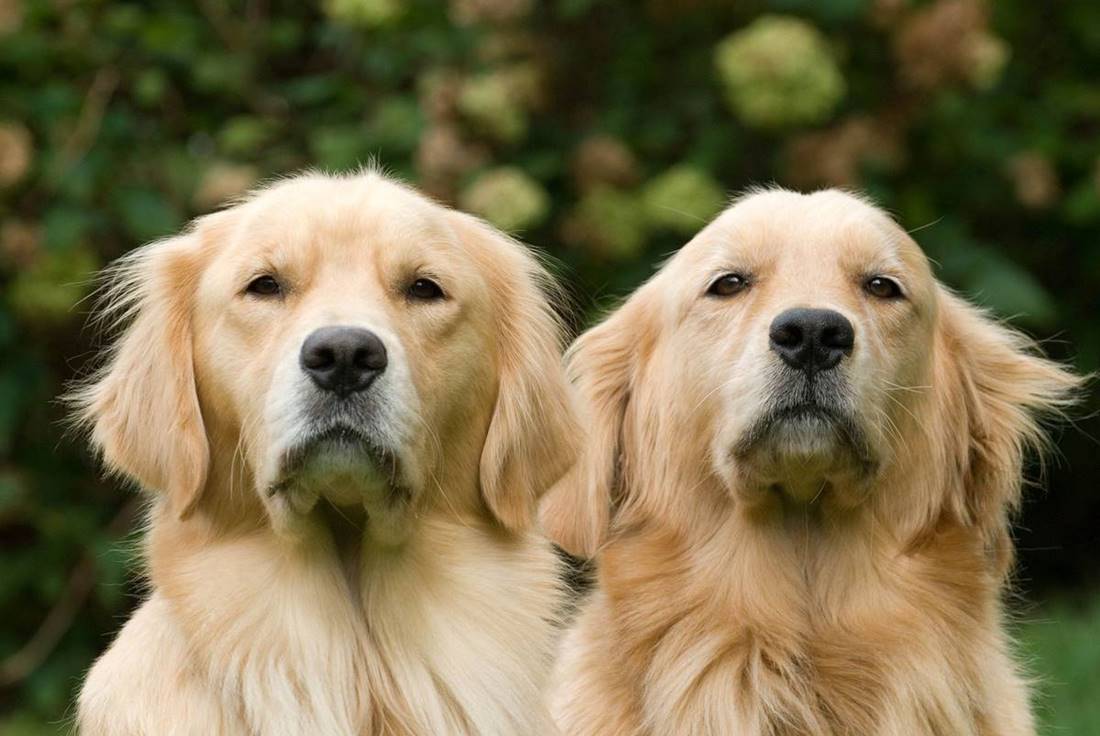 Dorosłe duże golden retrievery szczegółowy wygląd rasy tego psa